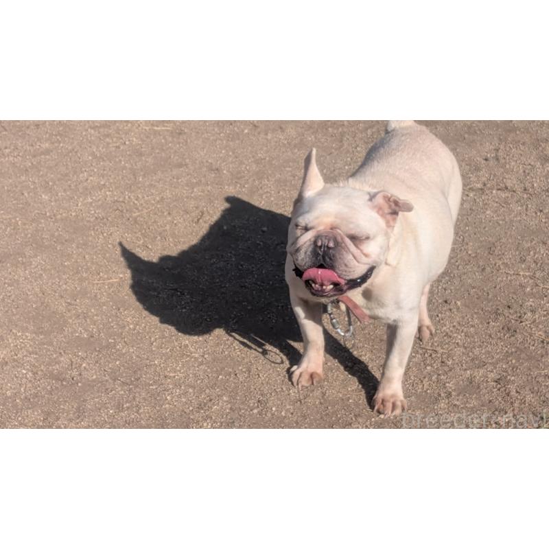 販売中の熊本県のフレンチブルドッグ-414998の3枚目