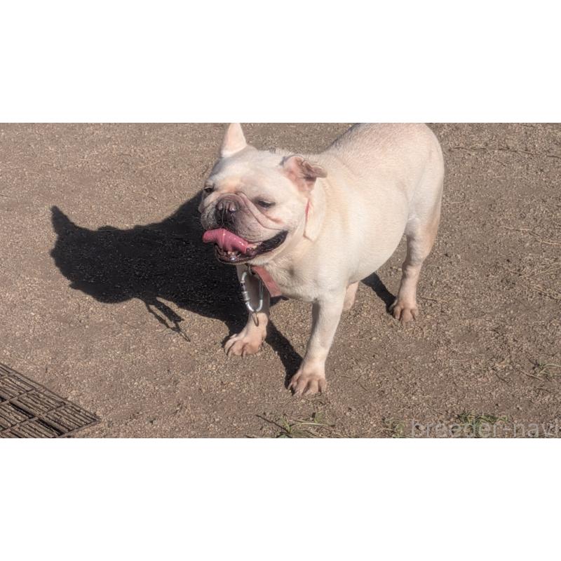 販売中の熊本県のフレンチブルドッグ-414998の2枚目