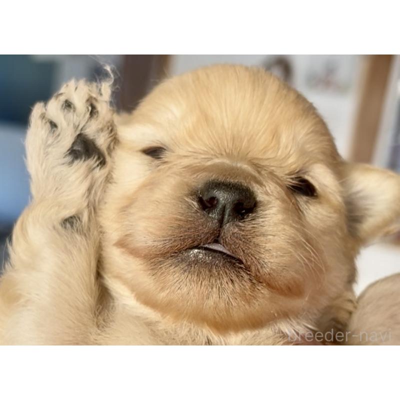 販売中の東京都のミックス犬-432267の4枚目