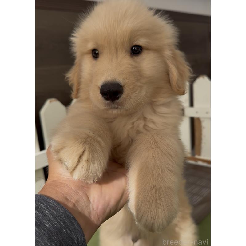 成約済の福岡県のゴールデンレトリーバー-427313の6枚目