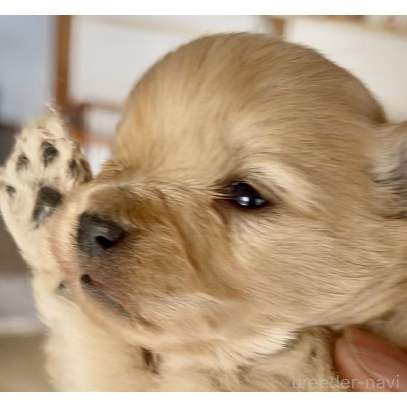 販売中の東京都のミックス犬-432267の3枚目