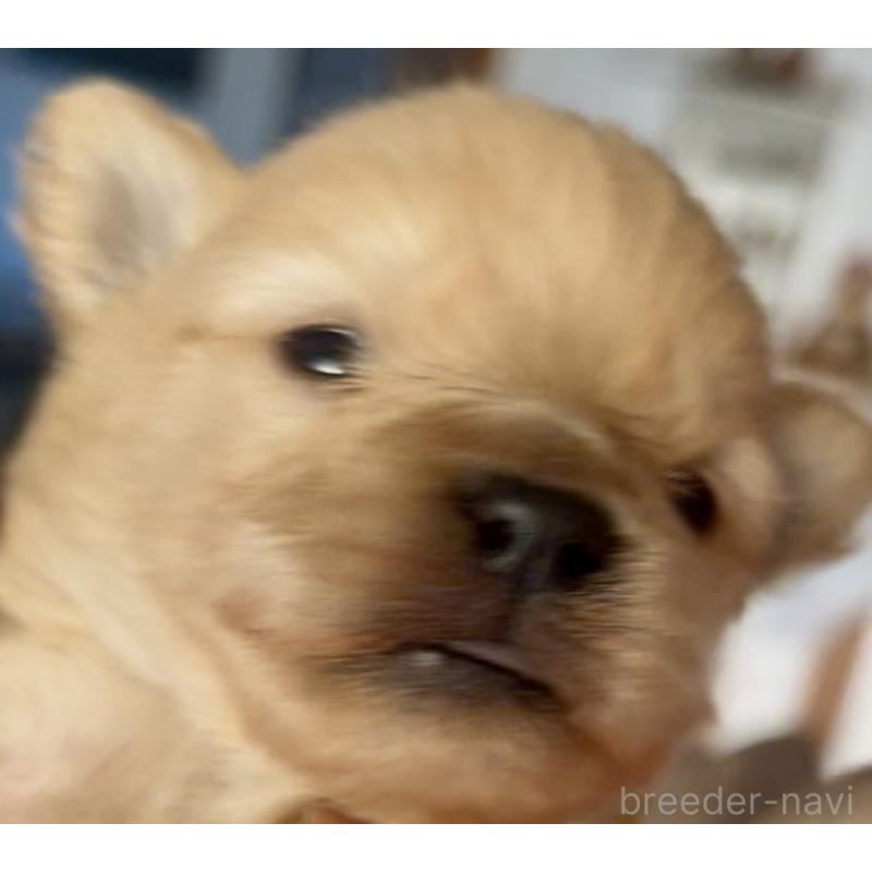 販売中の東京都のミックス犬-432267の2枚目