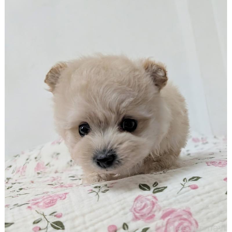 販売中の宮崎県のミックス犬-432269の7枚目