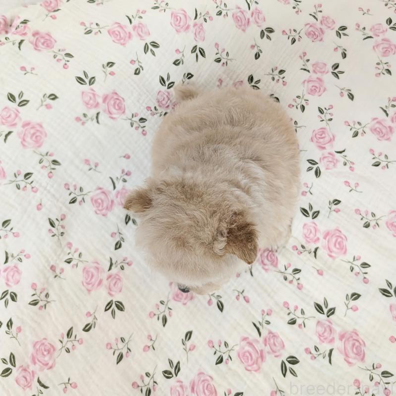 販売中の宮崎県のミックス犬-432269の6枚目