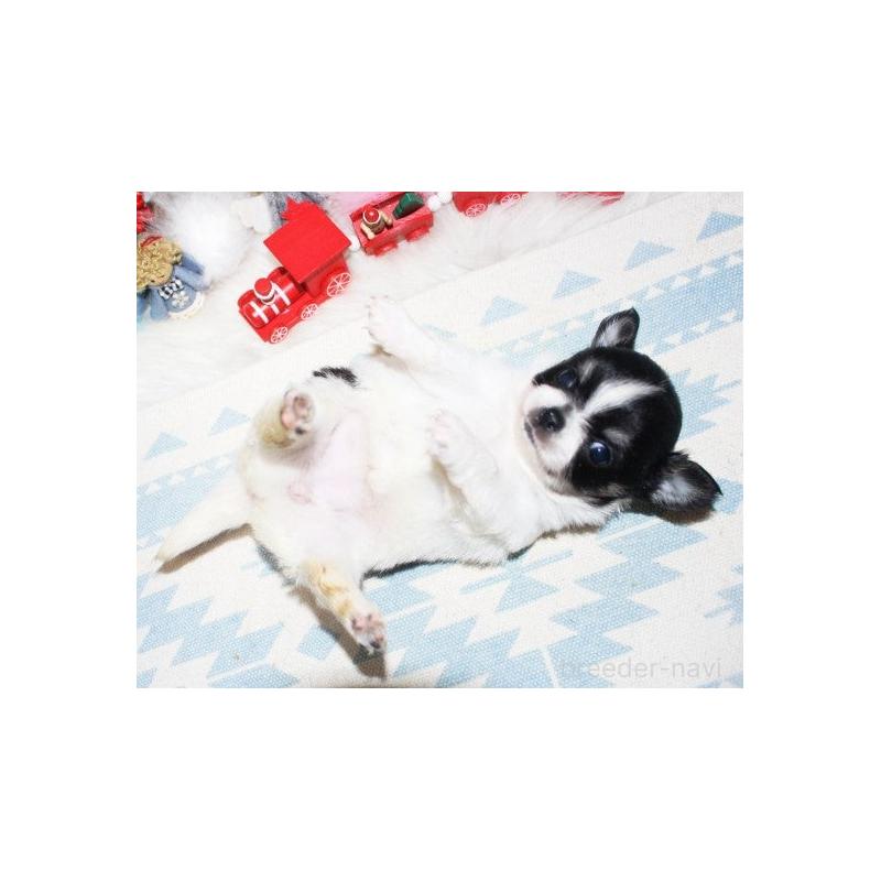 販売中の福岡県のチワワ(ロングコート)-432268の7枚目