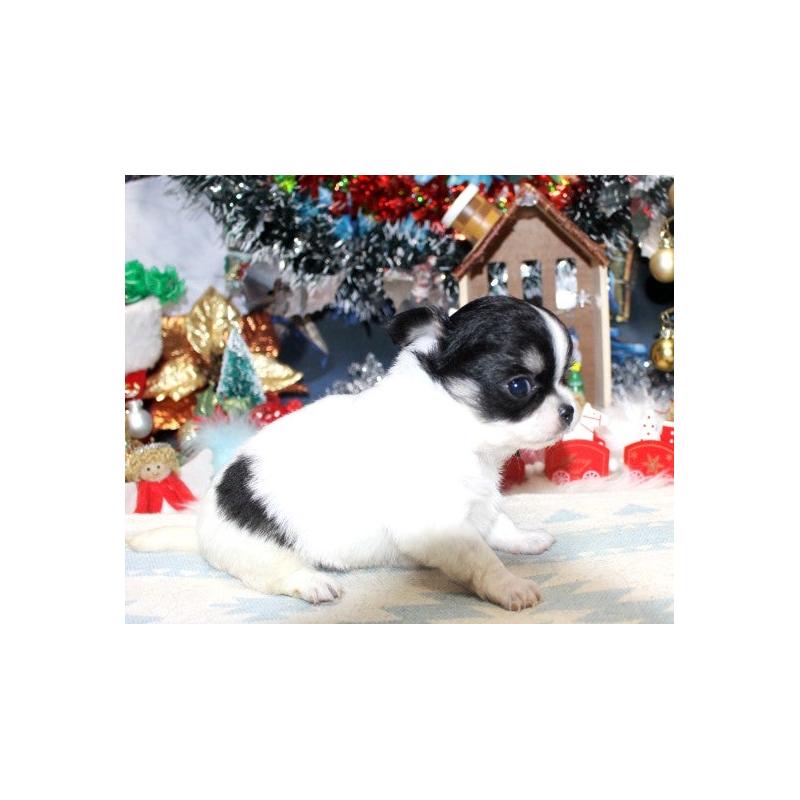 販売中の福岡県のチワワ(ロングコート)-432268の4枚目