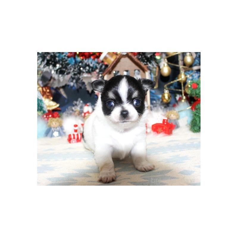 販売中の福岡県のチワワ(ロングコート)-432268