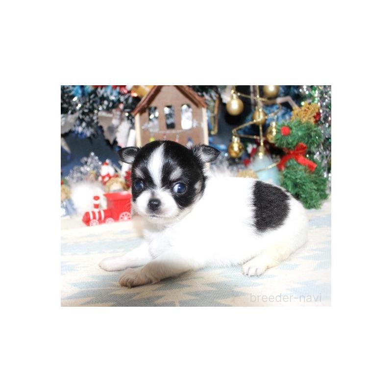 販売中の福岡県のチワワ(ロングコート)-432268の3枚目