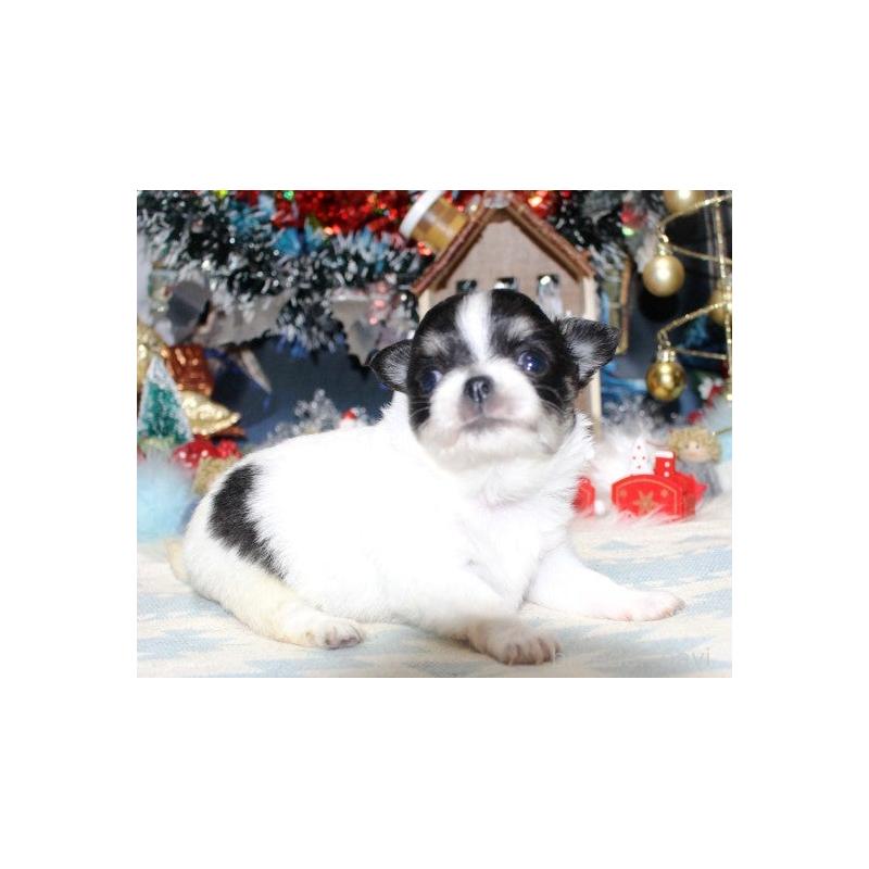 販売中の福岡県のチワワ(ロングコート)-432268の2枚目