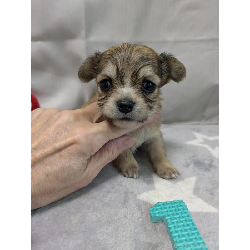 成約済の愛知県のチワックス:チワワ×ミニチュアダックスフンド-429808の6枚目