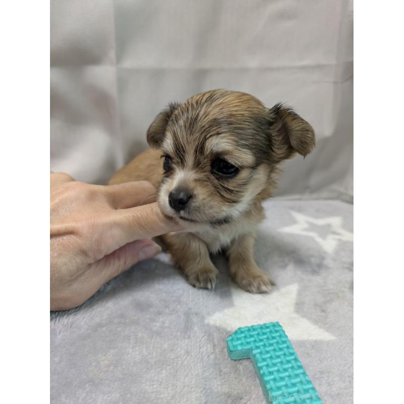 成約済の愛知県のチワックス:チワワ×ミニチュアダックスフンド-429808の5枚目