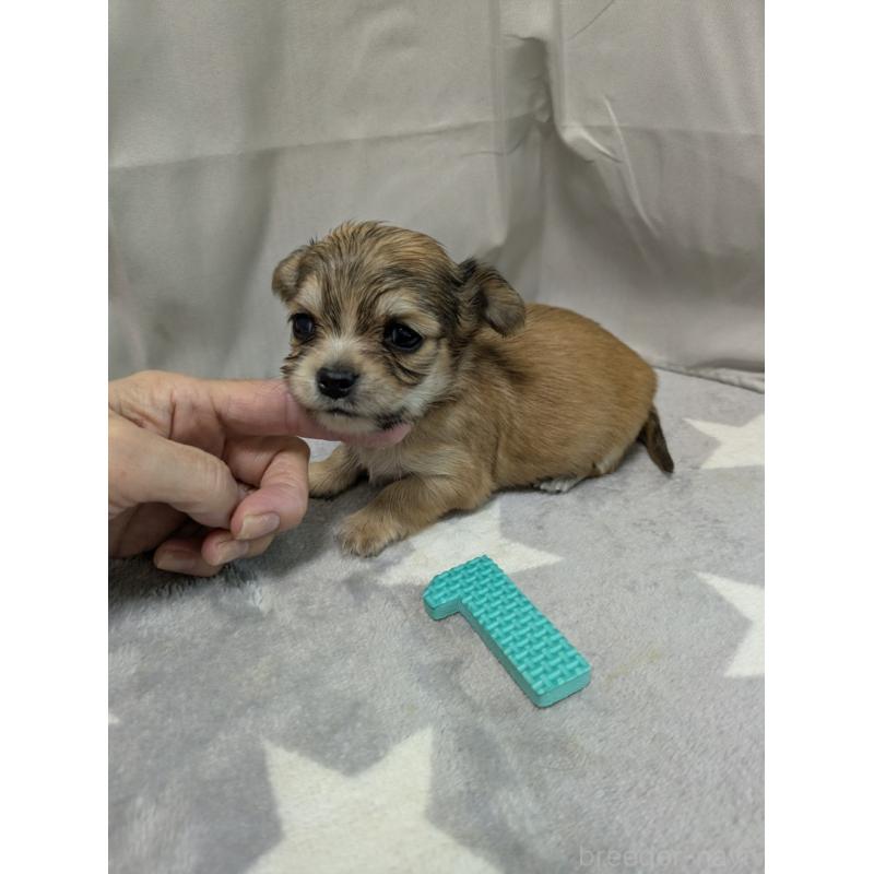 成約済の愛知県のチワックス:チワワ×ミニチュアダックスフンド-429808の4枚目