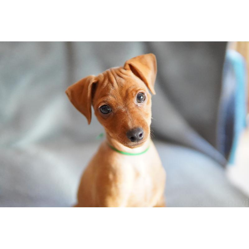 販売中の神奈川県のミニチュアピンシャー(ミニピン)-419612の4枚目