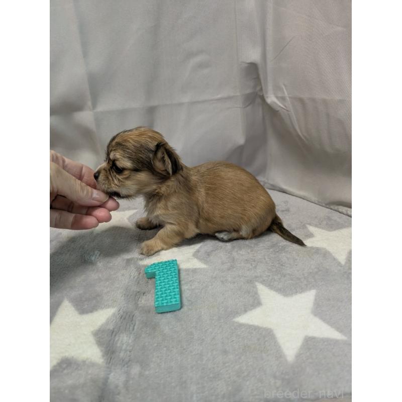 成約済の愛知県のチワックス:チワワ×ミニチュアダックスフンド-429808の3枚目