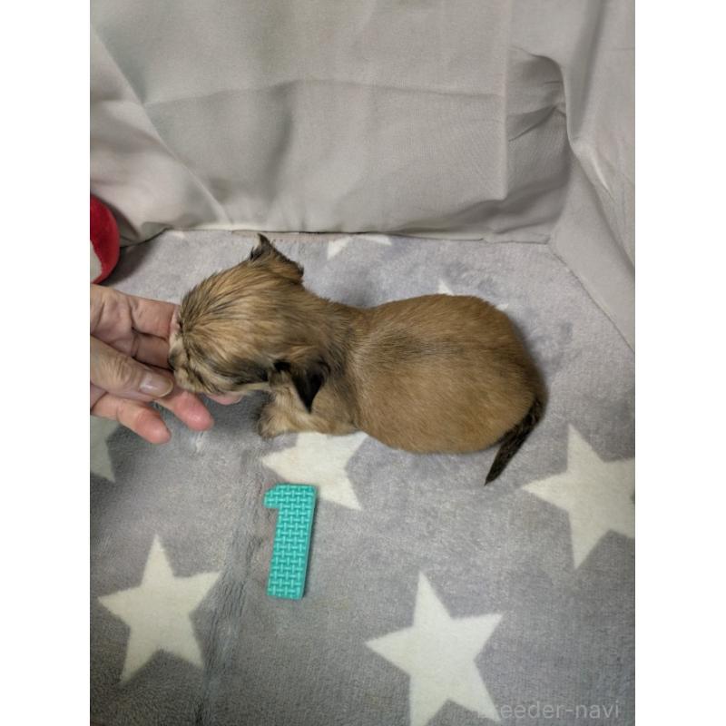 成約済の愛知県のチワックス:チワワ×ミニチュアダックスフンド-429808の2枚目