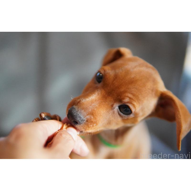 販売中の神奈川県のミニチュアピンシャー(ミニピン)-419612の3枚目