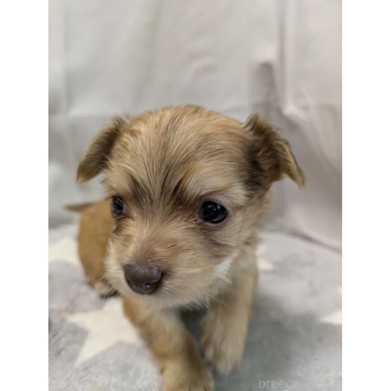 成約済の愛知県のチワックス:チワワ×ミニチュアダックスフンド-429809の6枚目