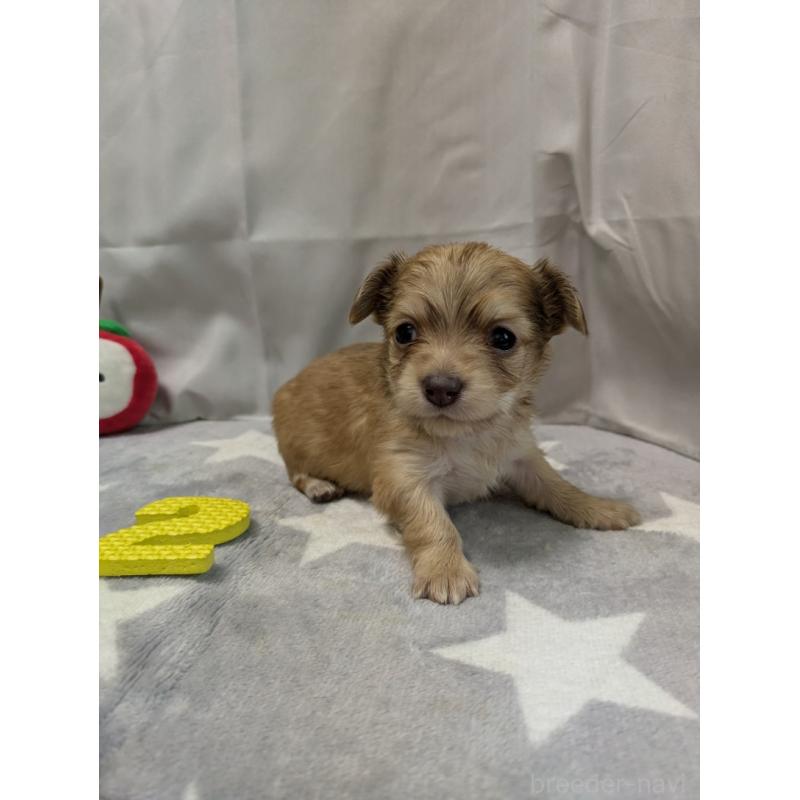 成約済の愛知県のチワックス:チワワ×ミニチュアダックスフンド-429809の5枚目