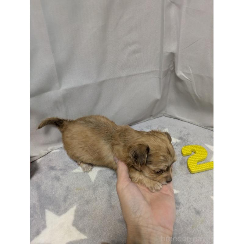 成約済の愛知県のチワックス:チワワ×ミニチュアダックスフンド-429809の3枚目