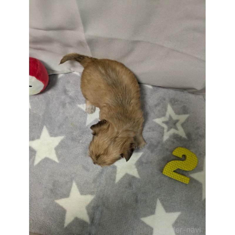 成約済の愛知県のチワックス:チワワ×ミニチュアダックスフンド-429809の2枚目