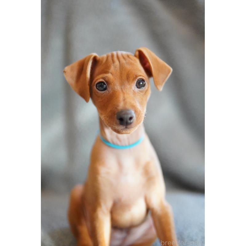 販売中の神奈川県のミニチュアピンシャー(ミニピン)-419613の4枚目