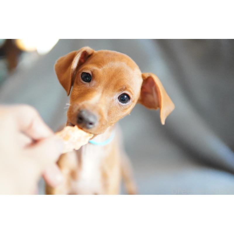 販売中の神奈川県のミニチュアピンシャー(ミニピン)-419613の3枚目