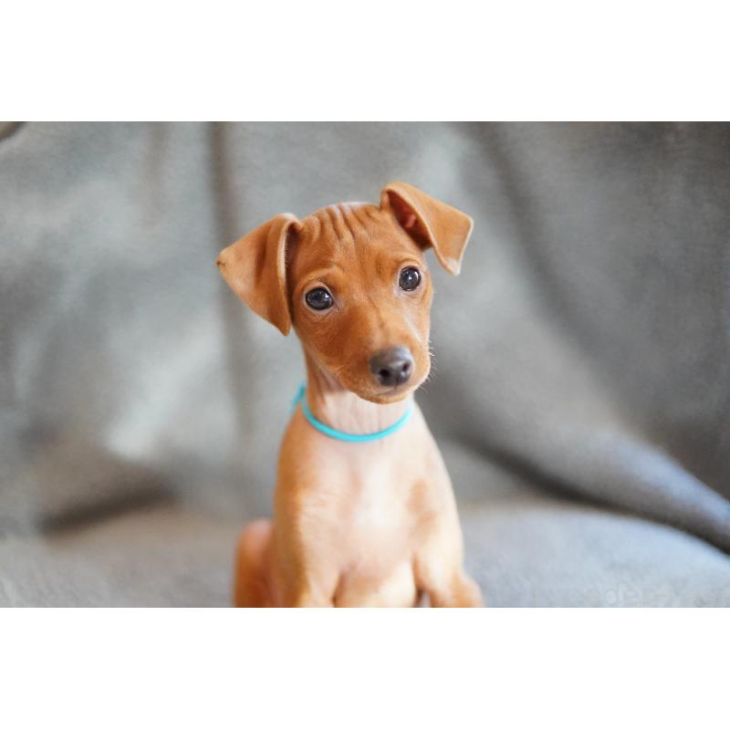 販売中の神奈川県のミニチュアピンシャー(ミニピン)-419613の2枚目