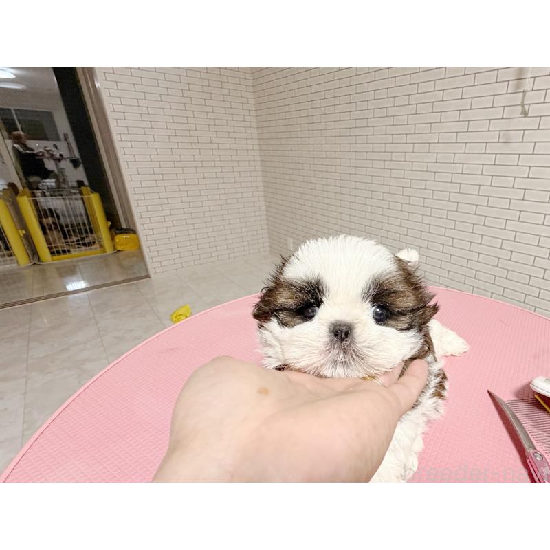 販売中の東京都のシーズー-432273の5枚目