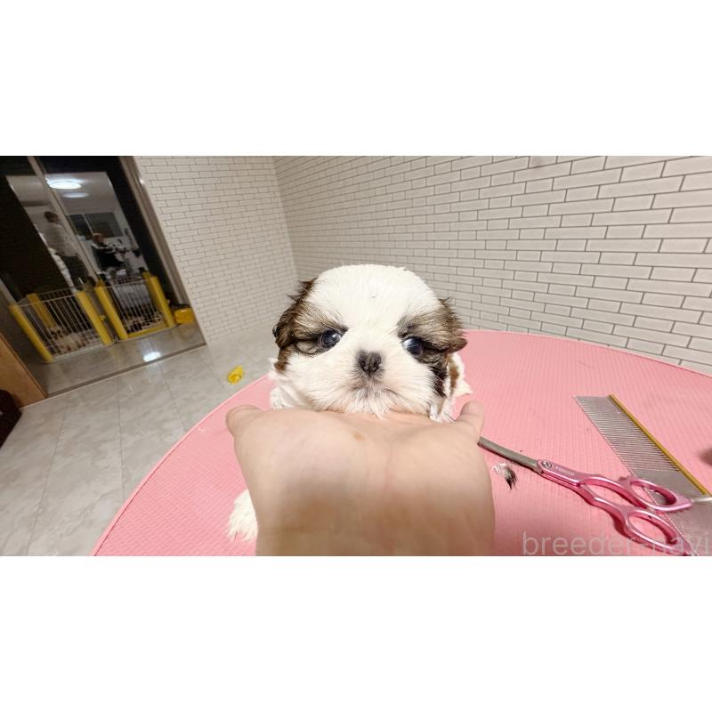 販売中の東京都のシーズー-432273の4枚目