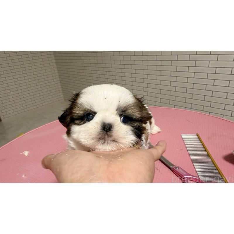 販売中の東京都のシーズー-432273の3枚目