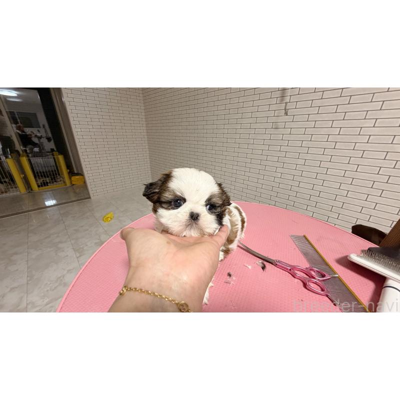 販売中の東京都のシーズー-432273の2枚目