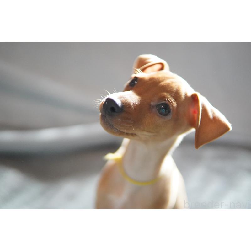 販売中の神奈川県のミニチュアピンシャー(ミニピン)-419614の4枚目