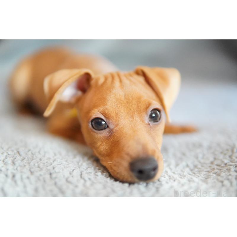 販売中の神奈川県のミニチュアピンシャー(ミニピン)-419614の3枚目