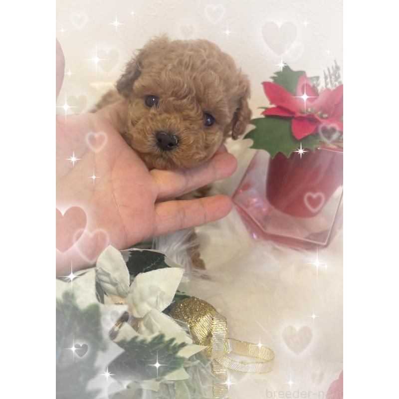 販売中の愛媛県のティーカッププードル-429259