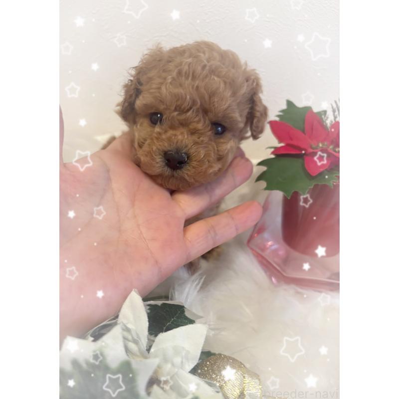 成約済の愛媛県のティーカッププードル-429259の5枚目