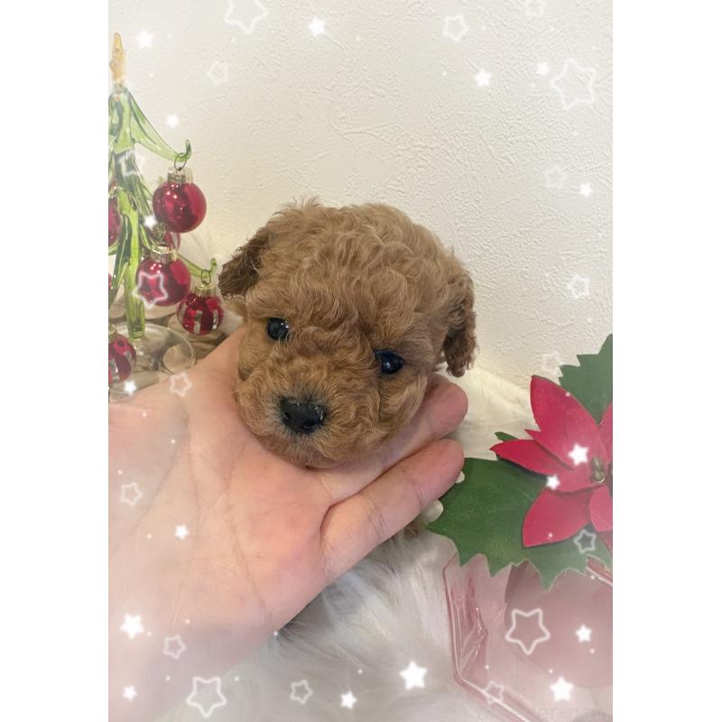 成約済の愛媛県のティーカッププードル-429259の4枚目