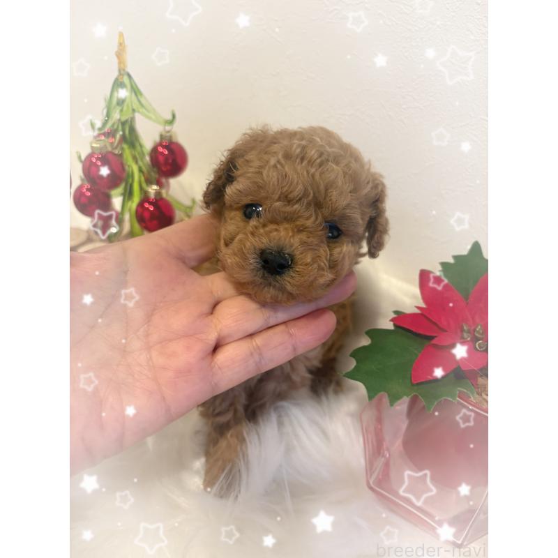 成約済の愛媛県のティーカッププードル-429259の3枚目