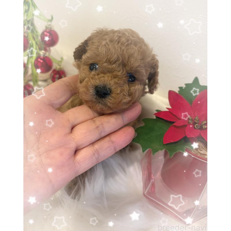 成約済の愛媛県のティーカッププードル-429259の2枚目