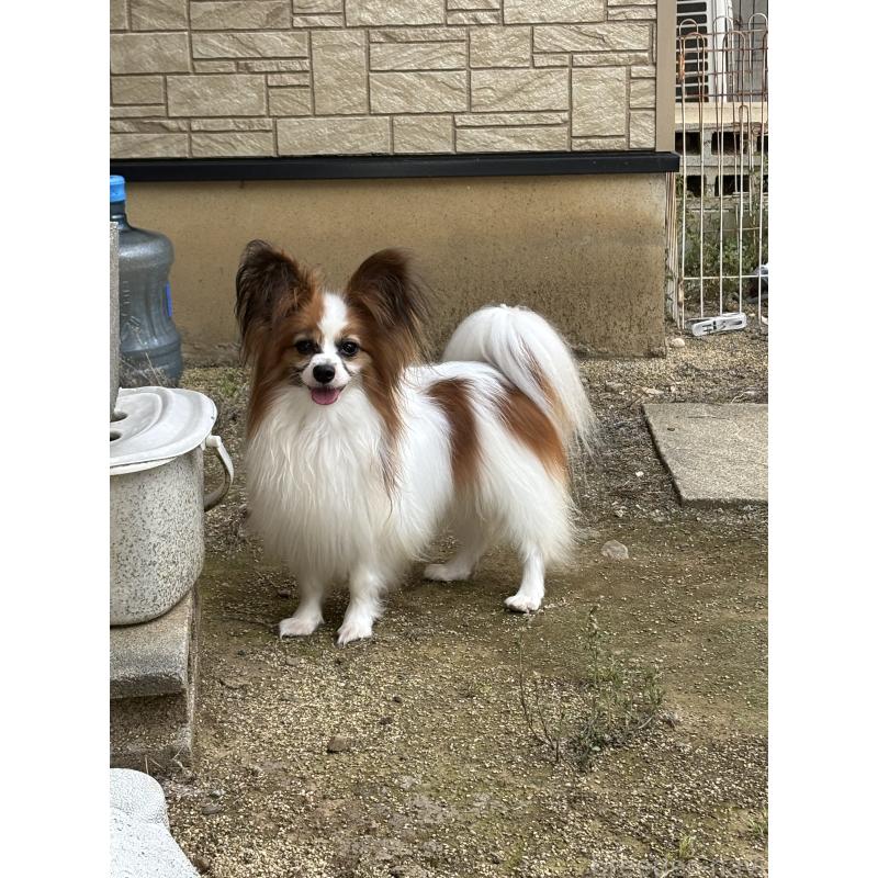 フィリックスくん1枚目