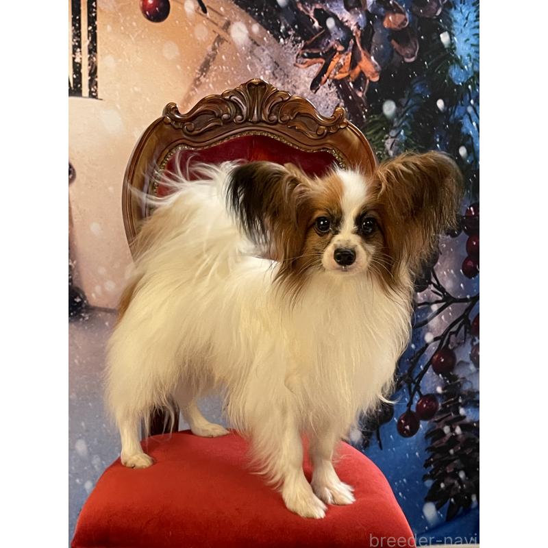 フィリックスくん1枚目