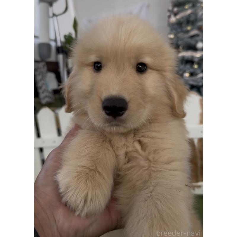 販売中の福岡県のゴールデンレトリーバー-427335の4枚目