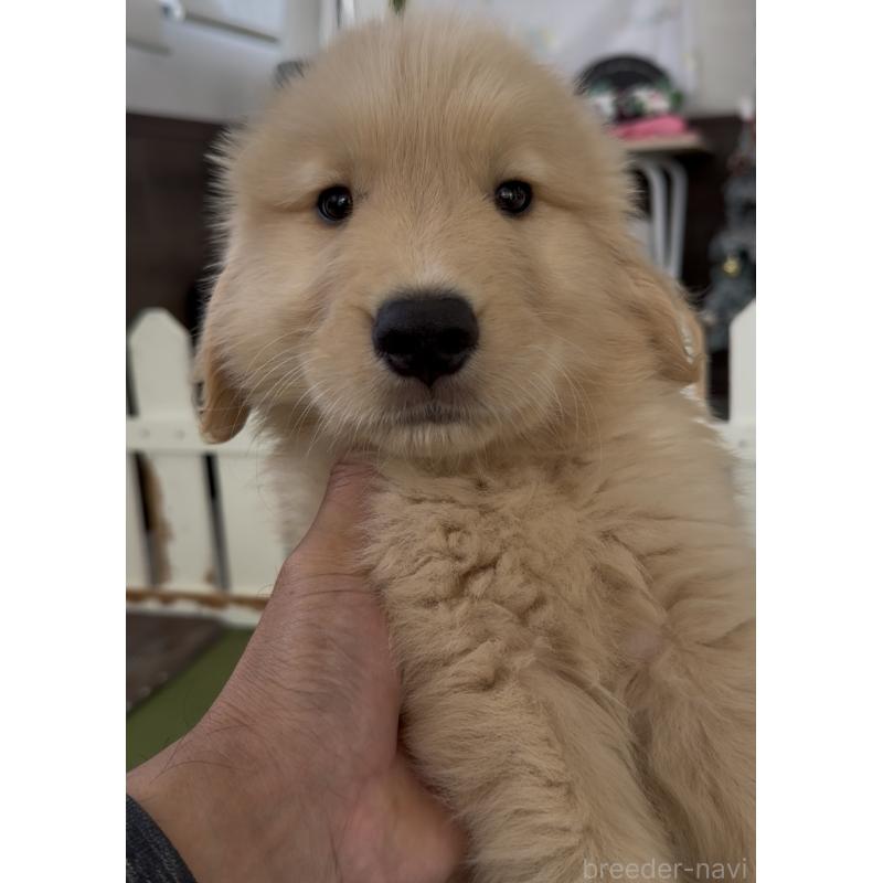 販売中の福岡県のゴールデンレトリーバー-427335の3枚目