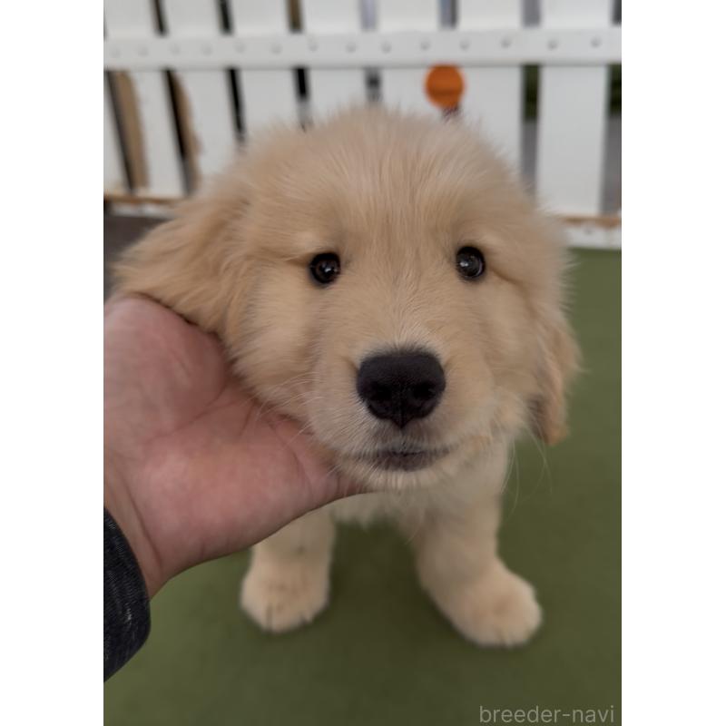 販売中の福岡県のゴールデンレトリーバー-427335の2枚目