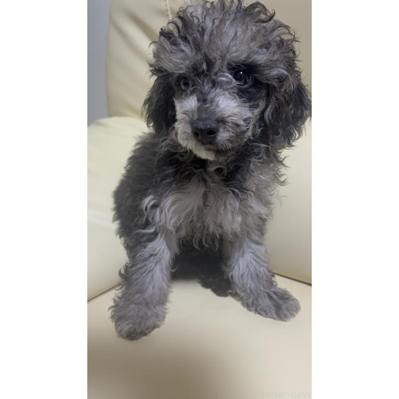 販売中の高知県のトイプードル-417046の2枚目