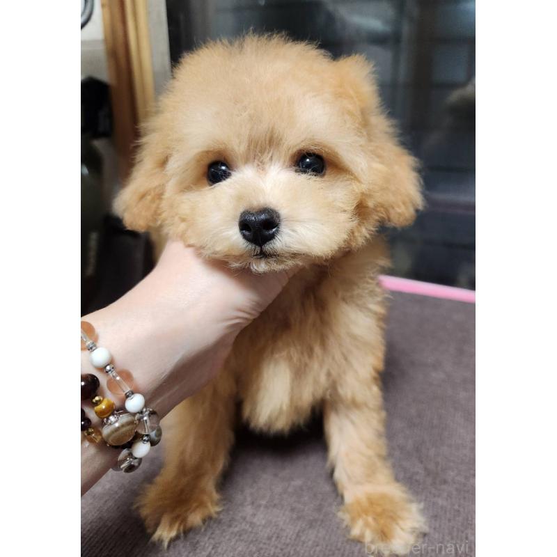 販売中の岡山県のティーカッププードル-432275の4枚目