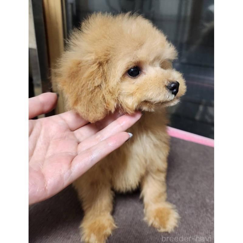 販売中の岡山県のティーカッププードル-432275の3枚目