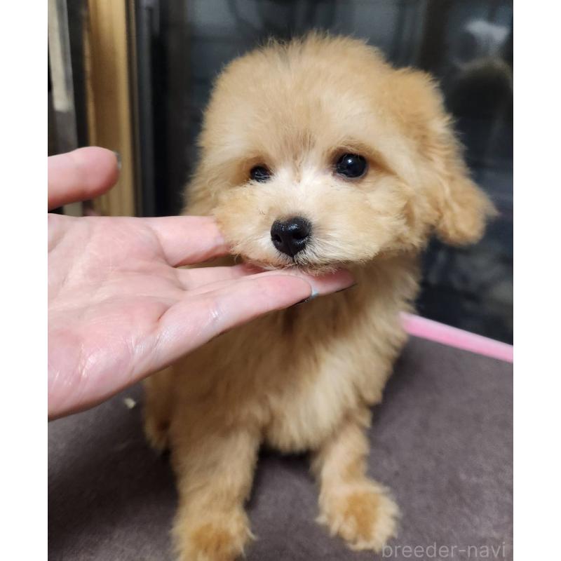 販売中の岡山県のティーカッププードル-432275の2枚目