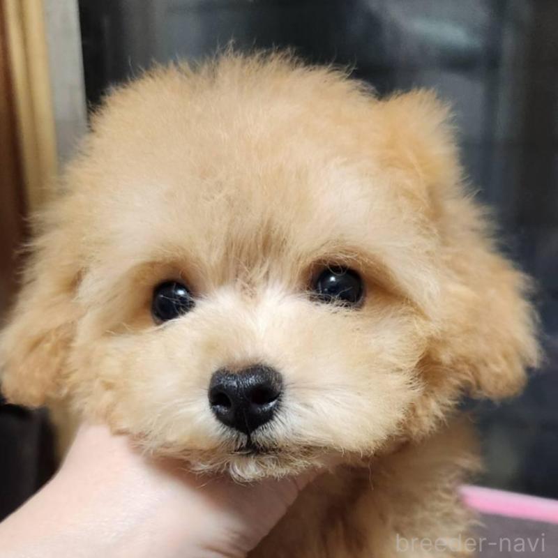 販売中の岡山県のティーカッププードル-432275の1枚目