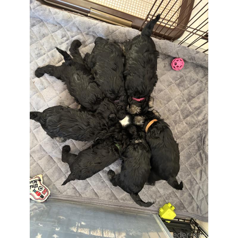 販売中の埼玉県のミニチュアシュナウザー-429621の2枚目