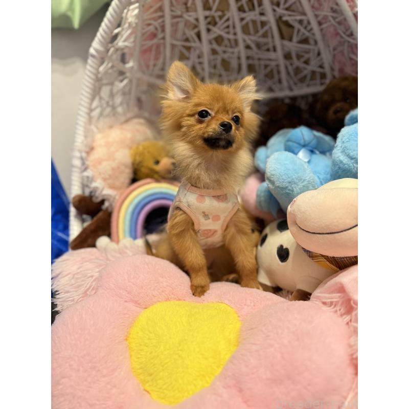 販売中の山形県のポメマル:ポメラニアン×マルチーズ-413578の2枚目